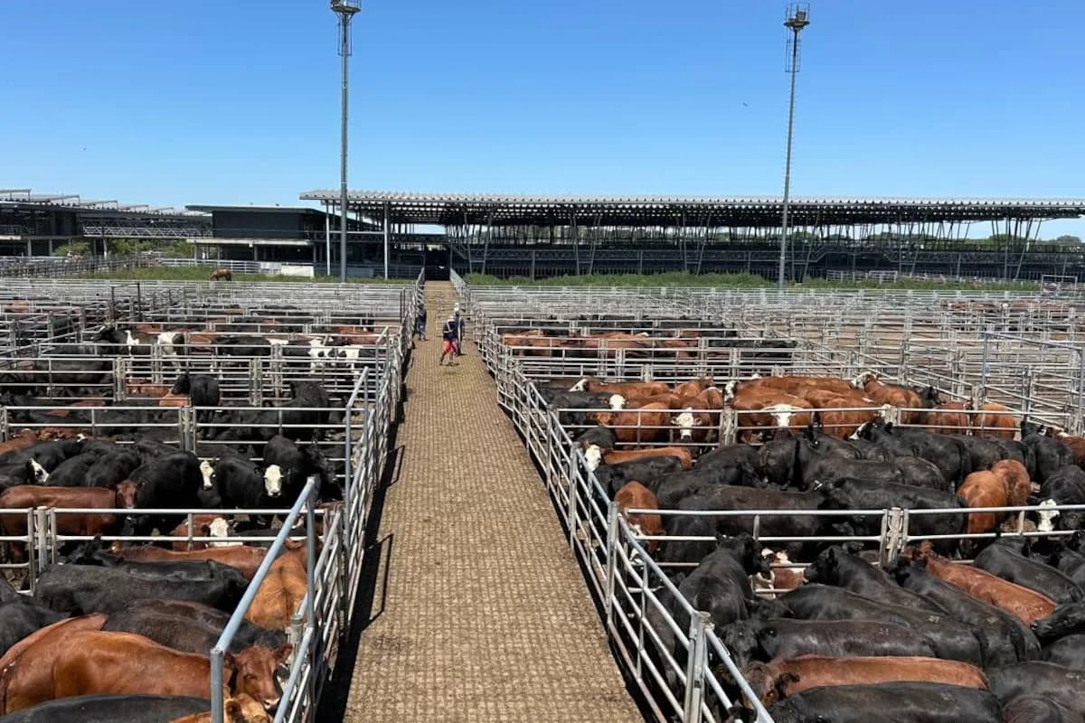 Vacunos: cierre de semana en positivo en el Mercado Agroganadero de Cañuelas