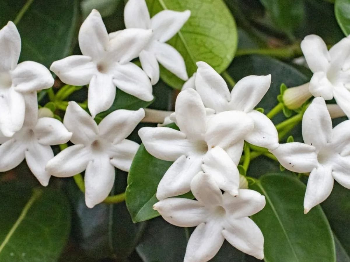 Regalar un jazmín en octubre: qué simboliza y cómo cuidarlo para que florezca