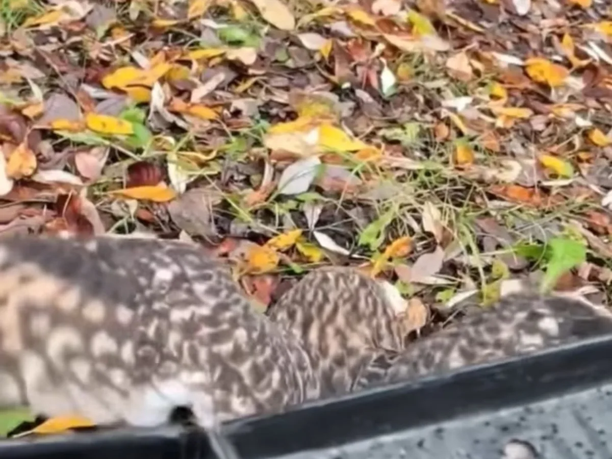 Un búho campestre rescatado en Alaska volvió a volar tras curarse una pata