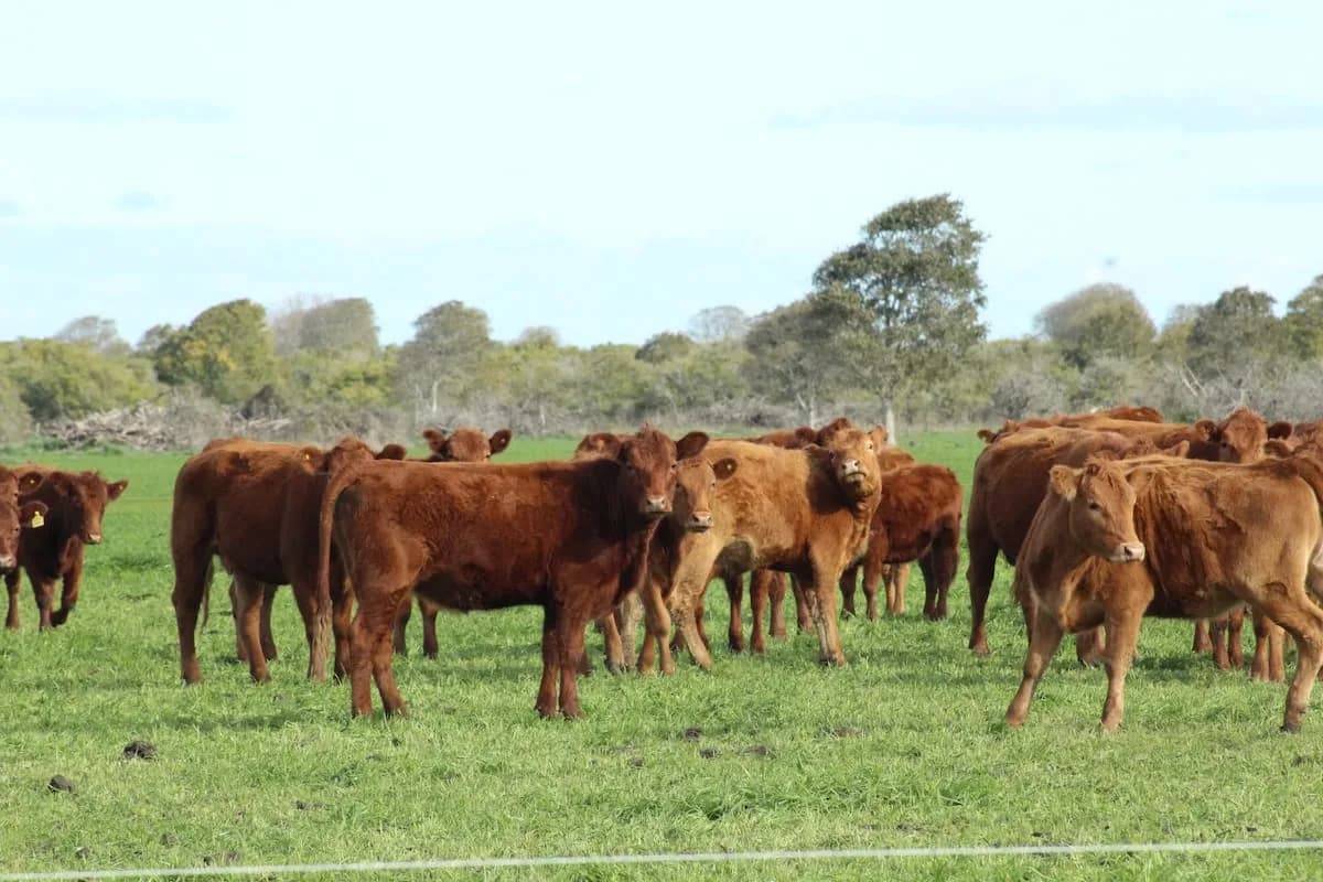 “La estábamos esperando”: el Gobierno anunció que Japón abrió en forma total su mercado a la carne vacuna argentina
