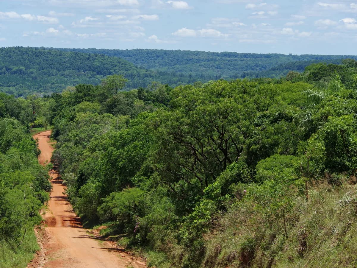Misiones: 78 hectáreas donadas en 2017 son hoy una reserva clave para la selva