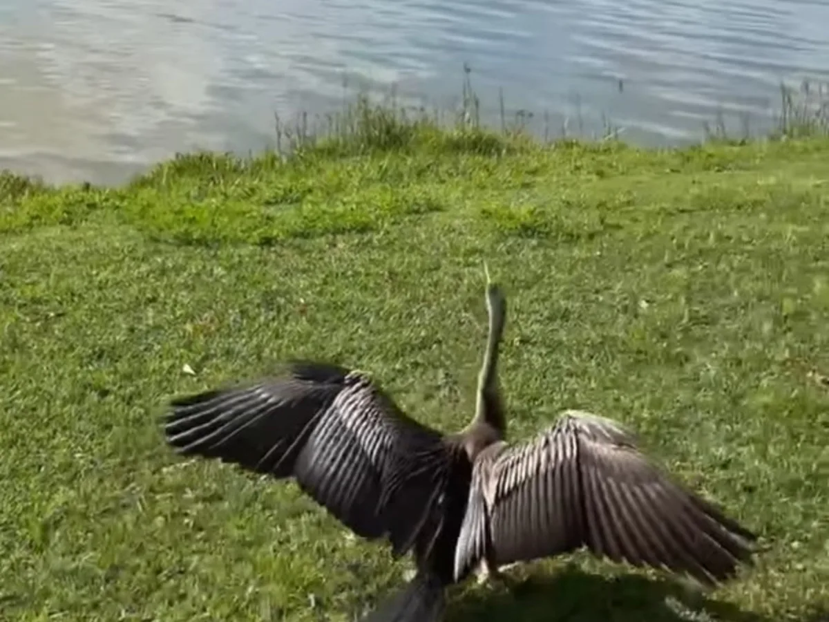 Una aninga australiana rehabilitada volvió a vivir en libertad tras haber sido víctima de un preocupante incidente con un hilo de pesca: "Tenía el pico enredado con un sedal y fue hallada colgando de un árbol"