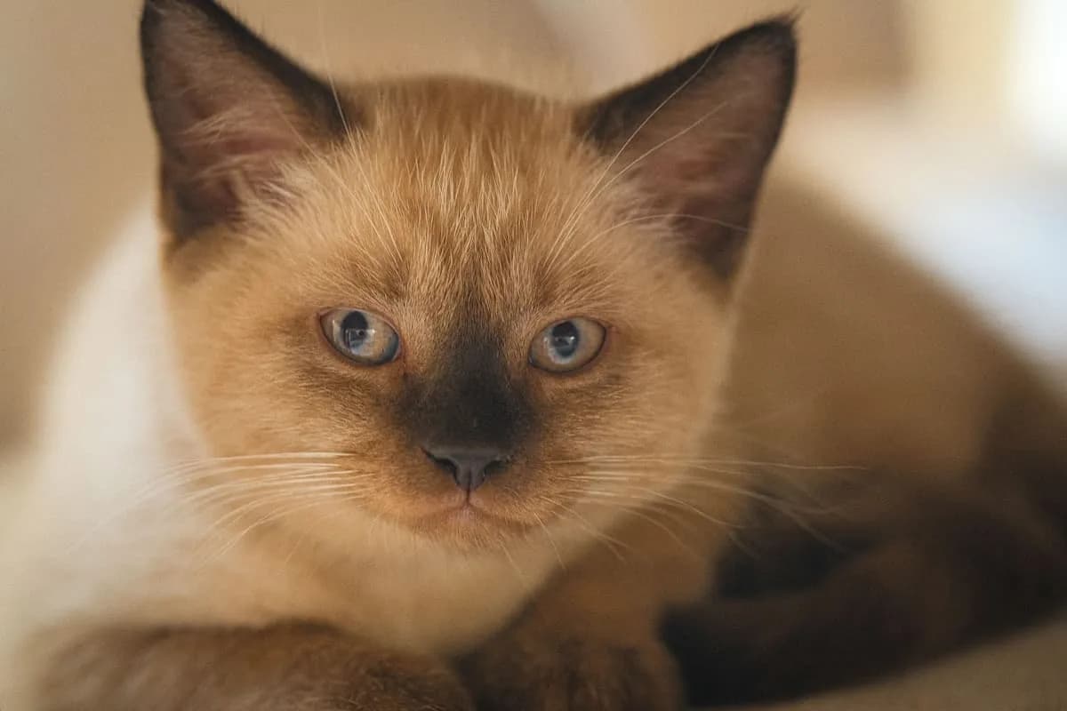 Un estudio reveló cuáles son las razas de gatos que viven más años: el burmés lidera