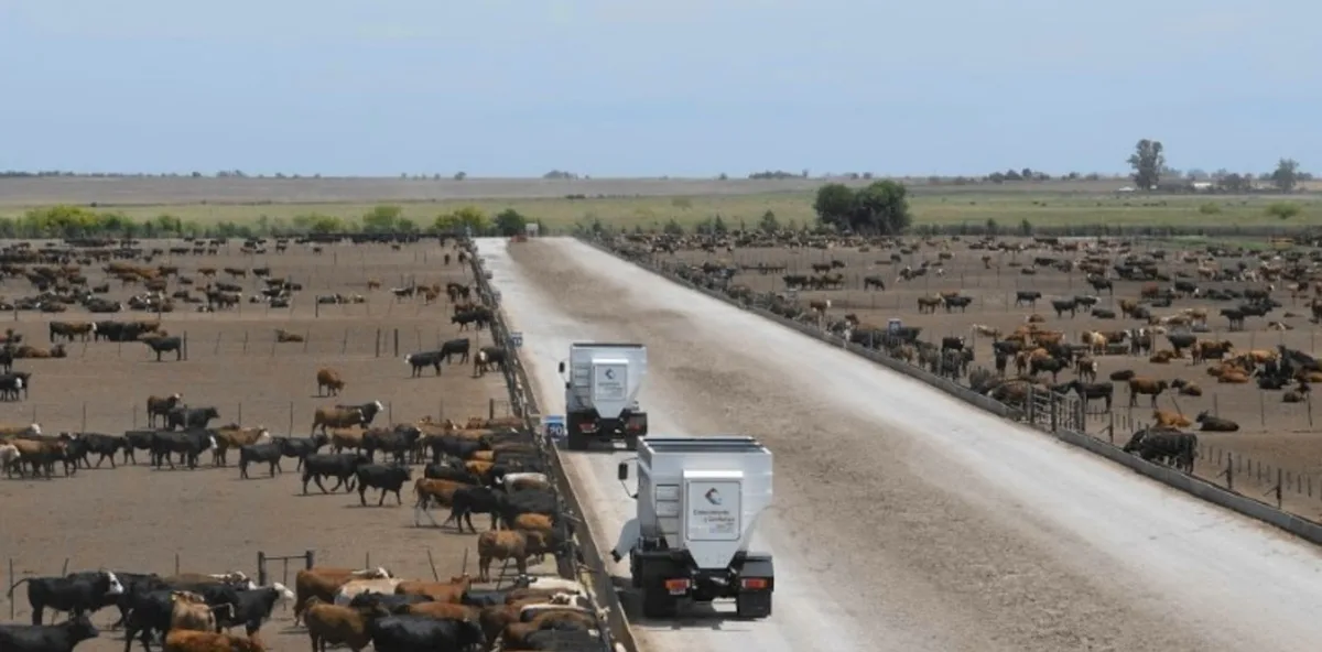 La crecida del Litoral empuja hacienda a los feedlots: ya hay consultas y mudanzas urgentes