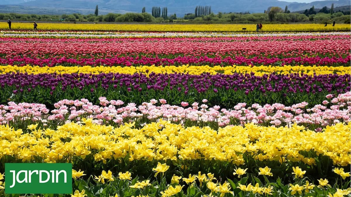 Furor por los tulipanes: del amor de los sultanes a la obsesión por una flor que cambió la historia