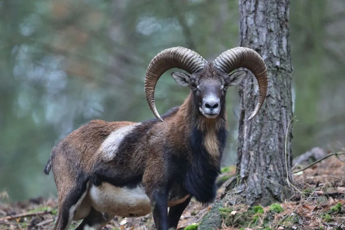 Llevaron una oveja salvaje a una isla para cazarla y más de cuatro décadas después se volvió una amenaza para el ecosistema