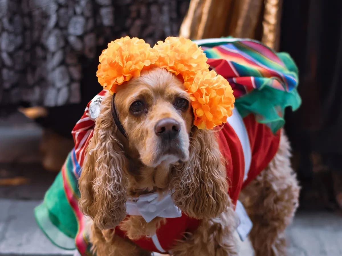 Día de Muertos en México: cómo preparar la ofrenda para las mascotas fallecidas