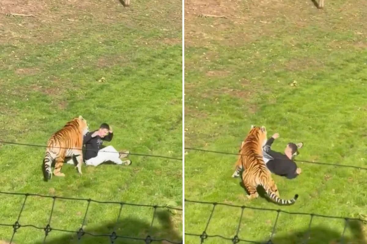 Un hombre murió atacado por un tigre en un zoológico de Inglaterra: el animal no será sacrificado