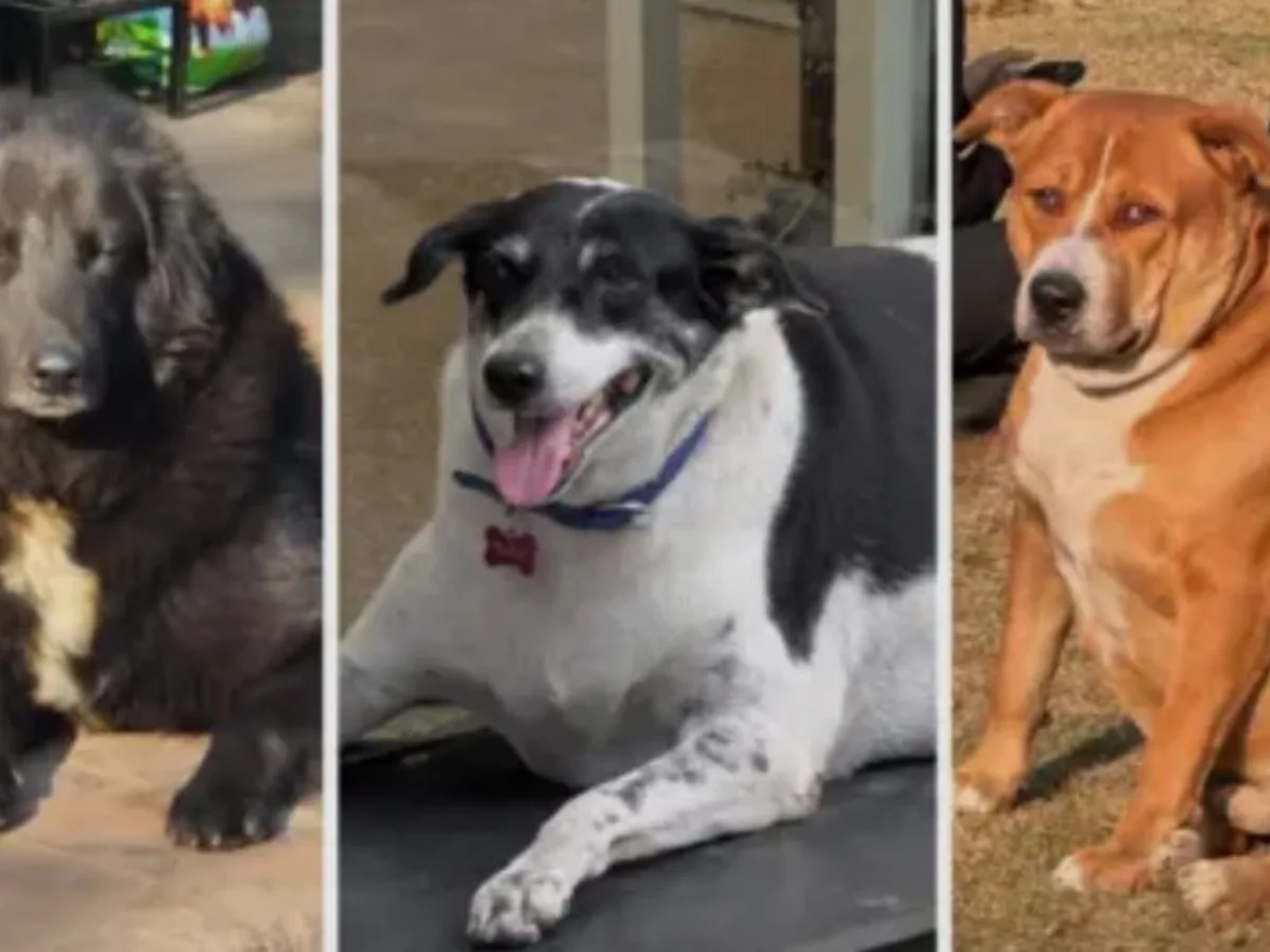 Furor en la India por un concurso para coronar al perro callejero más gordo