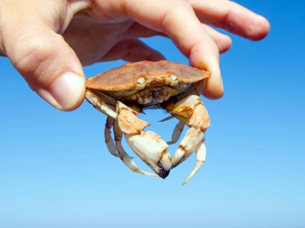 Cangrejos Jonah colonizan las turbinas eólicas marinas de Rhode Island
