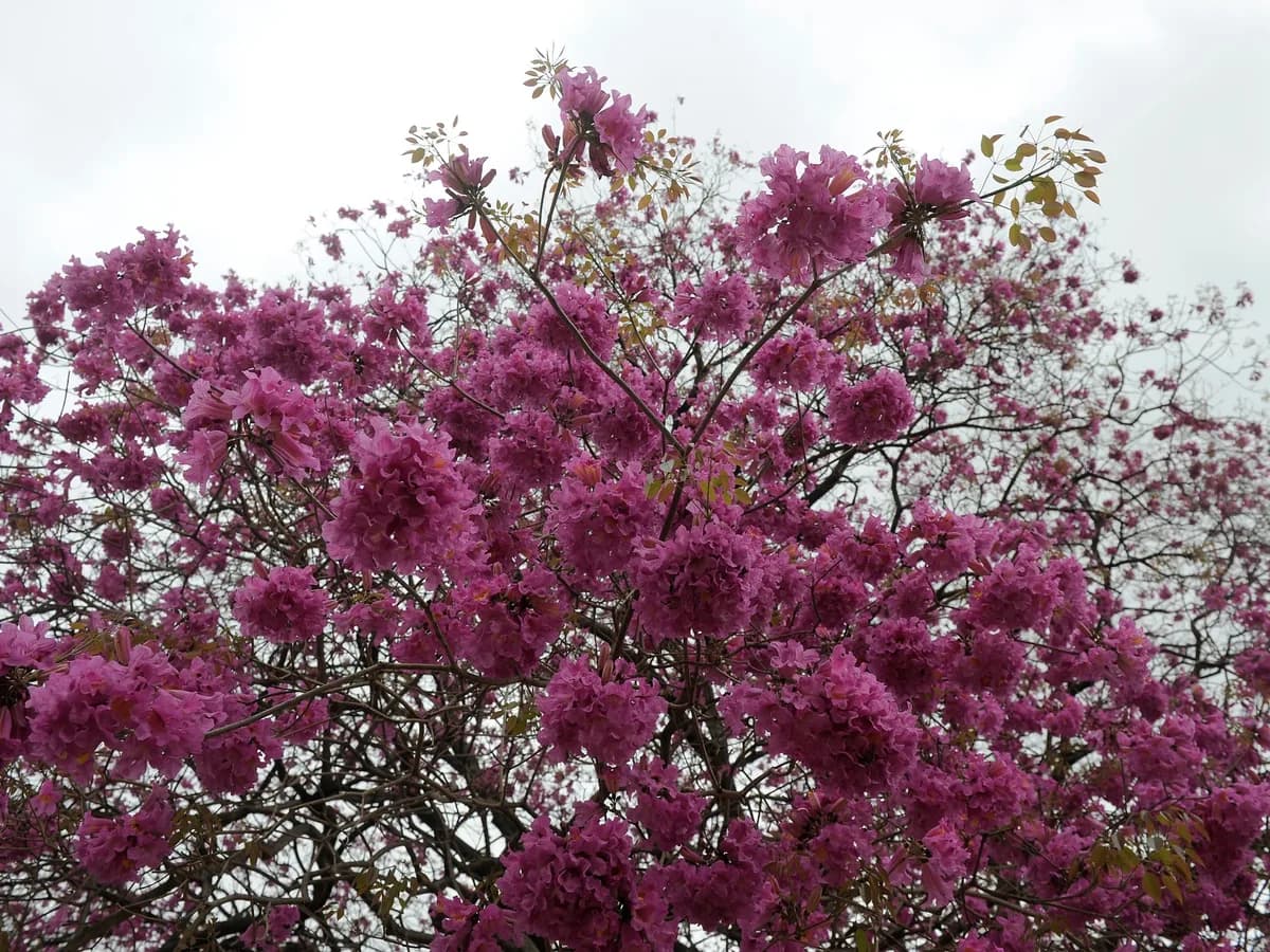 El árbol que florece sin hojas, se destaca por su resistencia y llena de color las calles de Buenos Aires