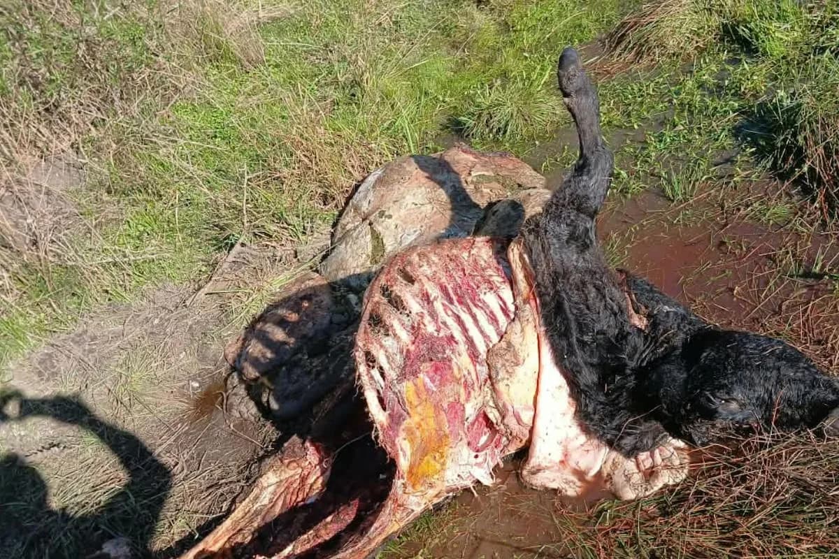 “¿Qué seguridad tengo?”: en menos de un mes le mataron nueve animales y una región está en vilo por los ataques de una banda