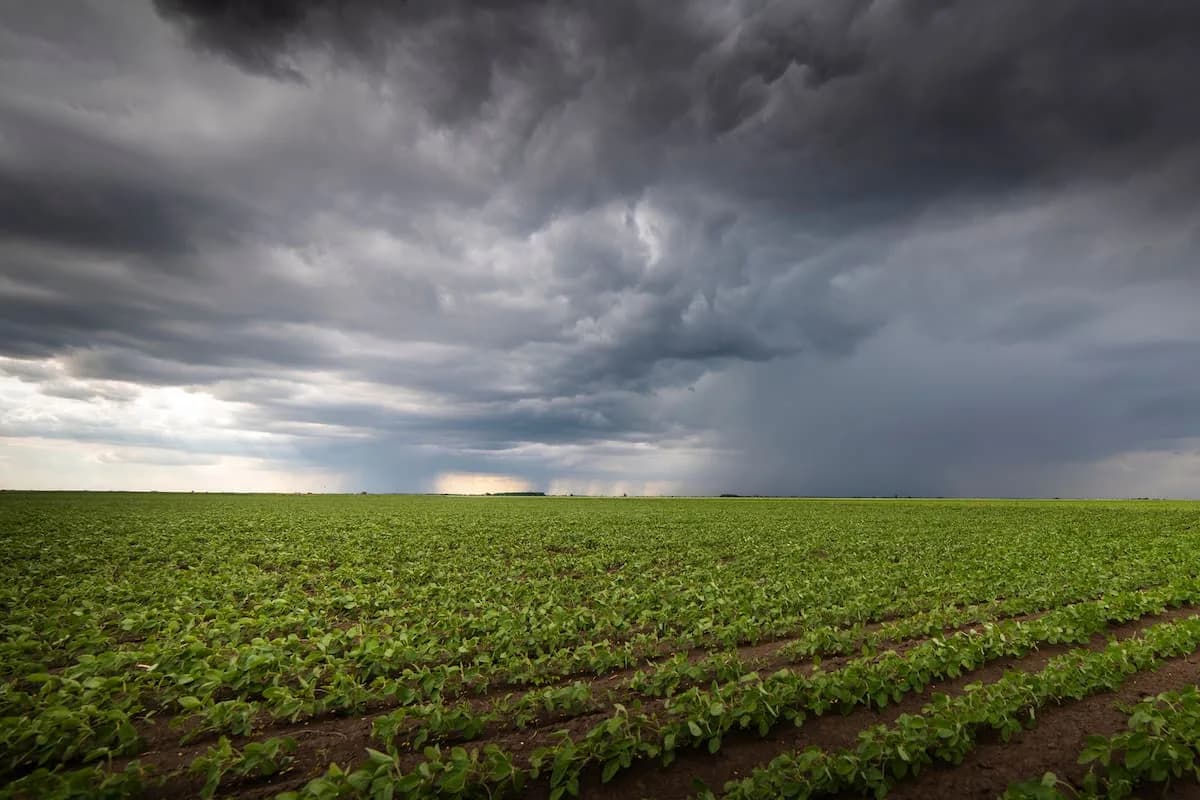 El Niño ya está instalado, pero no trae las lluvias esperadas y ahora bajan las proyecciones