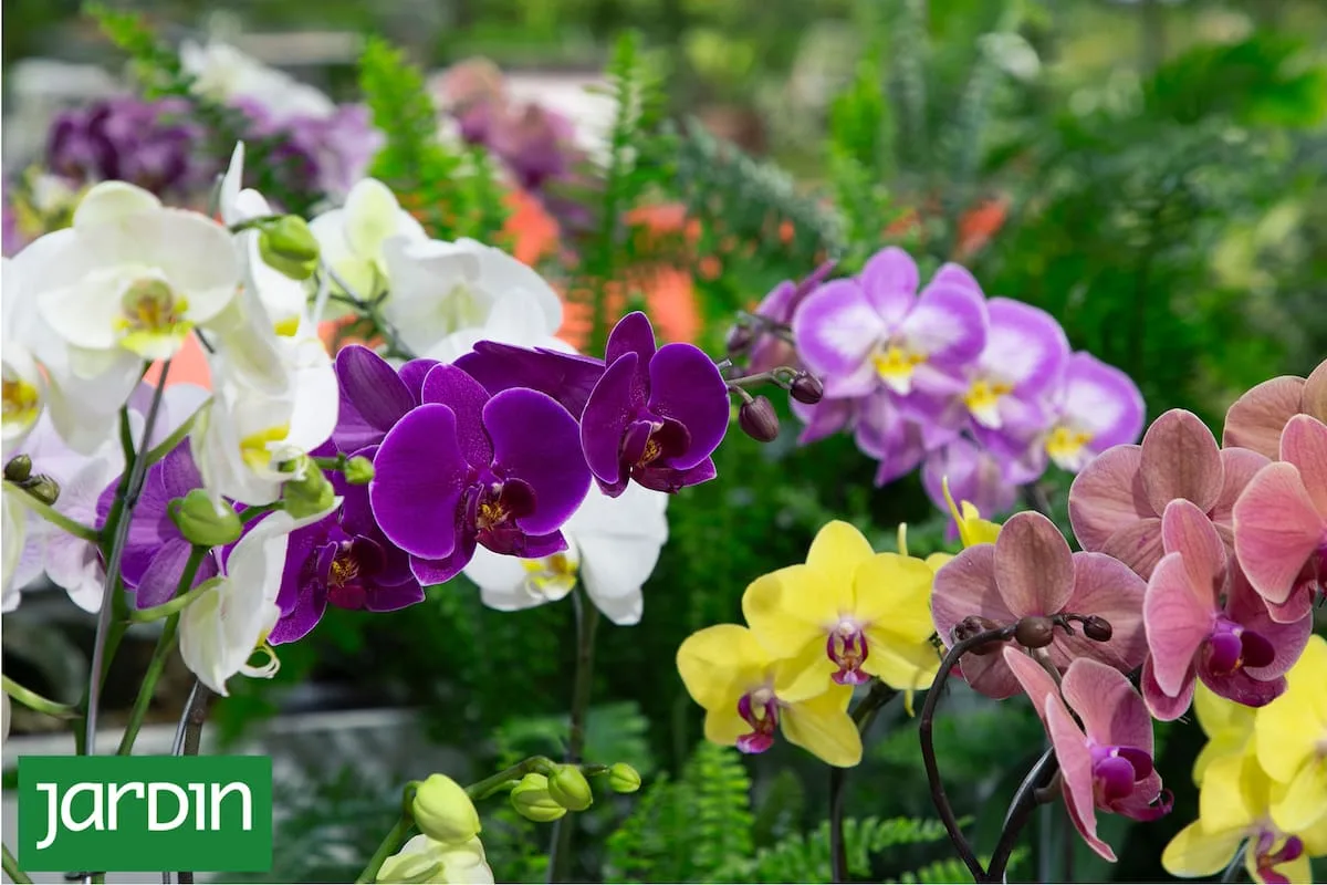 Fiesta Nacional de la Flor 2026 en Escobar: alstroemeria, carrozas y plantas de interior