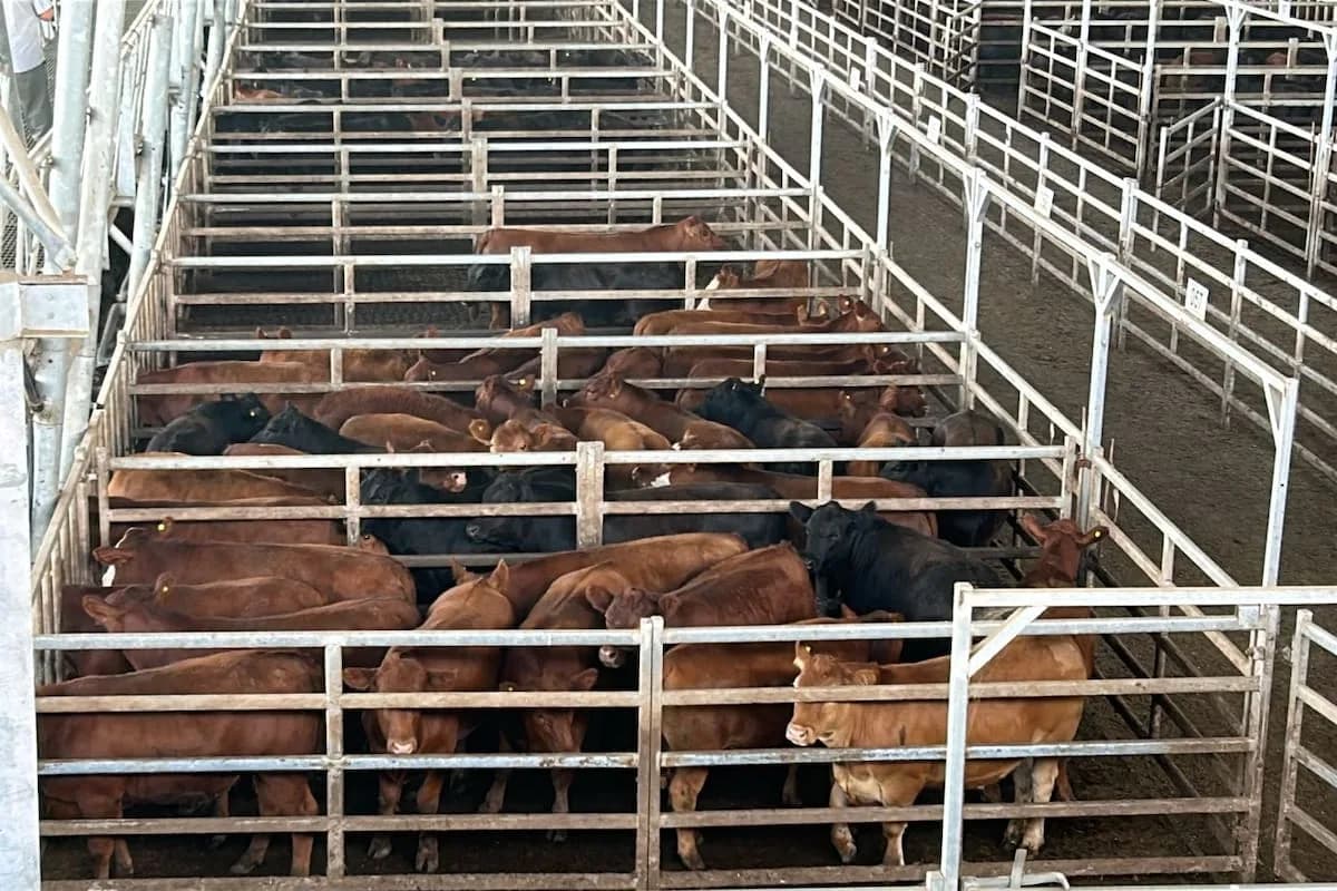 Vacunos: oferta muy moderada y precios con bajas en el Mercado Agroganadero de Cañuelas