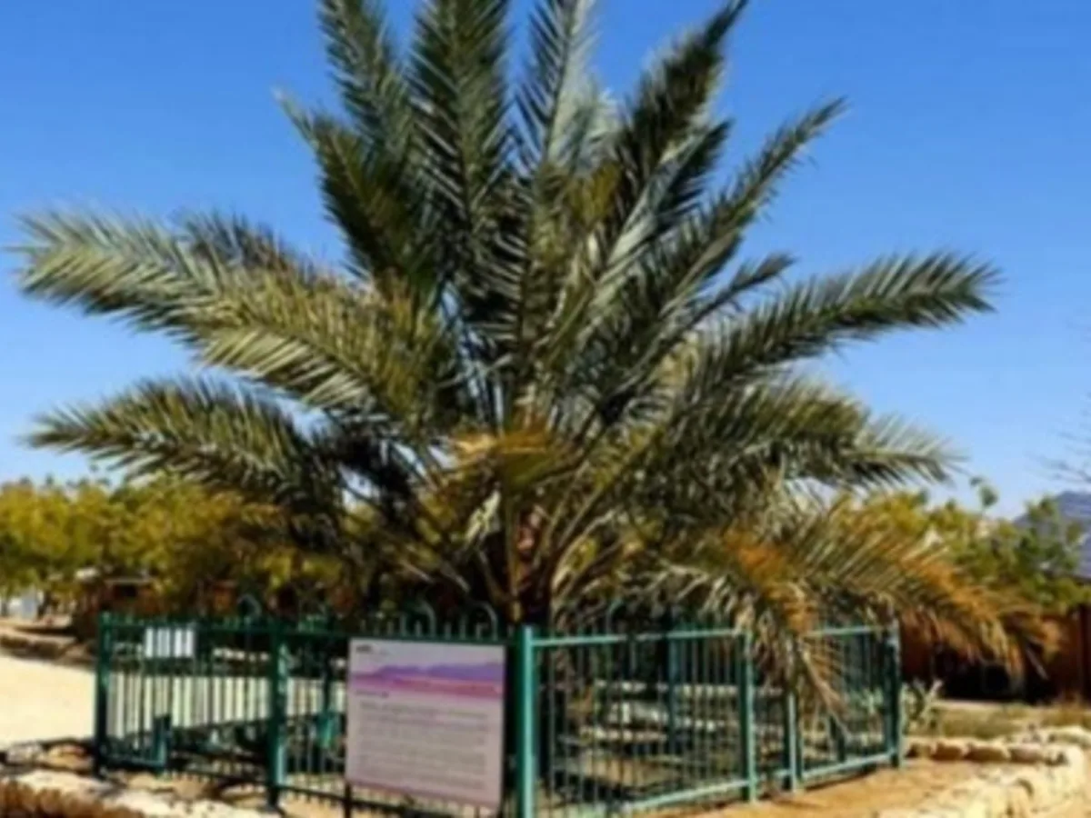 Con un puñado de semillas de 2000 años de antigüedad resucitaron una palmera extinta