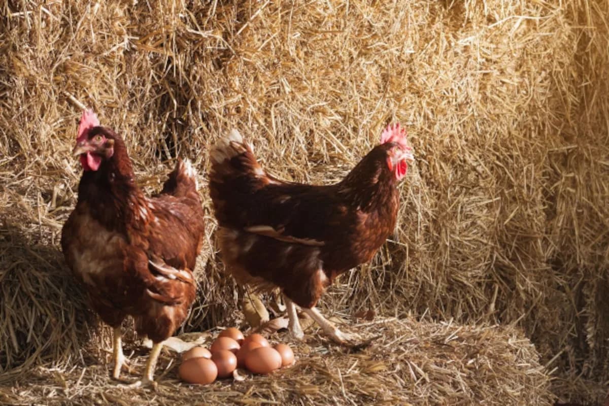 Qué respondió ChatGPT sobre si fue primero el huevo o la gallina