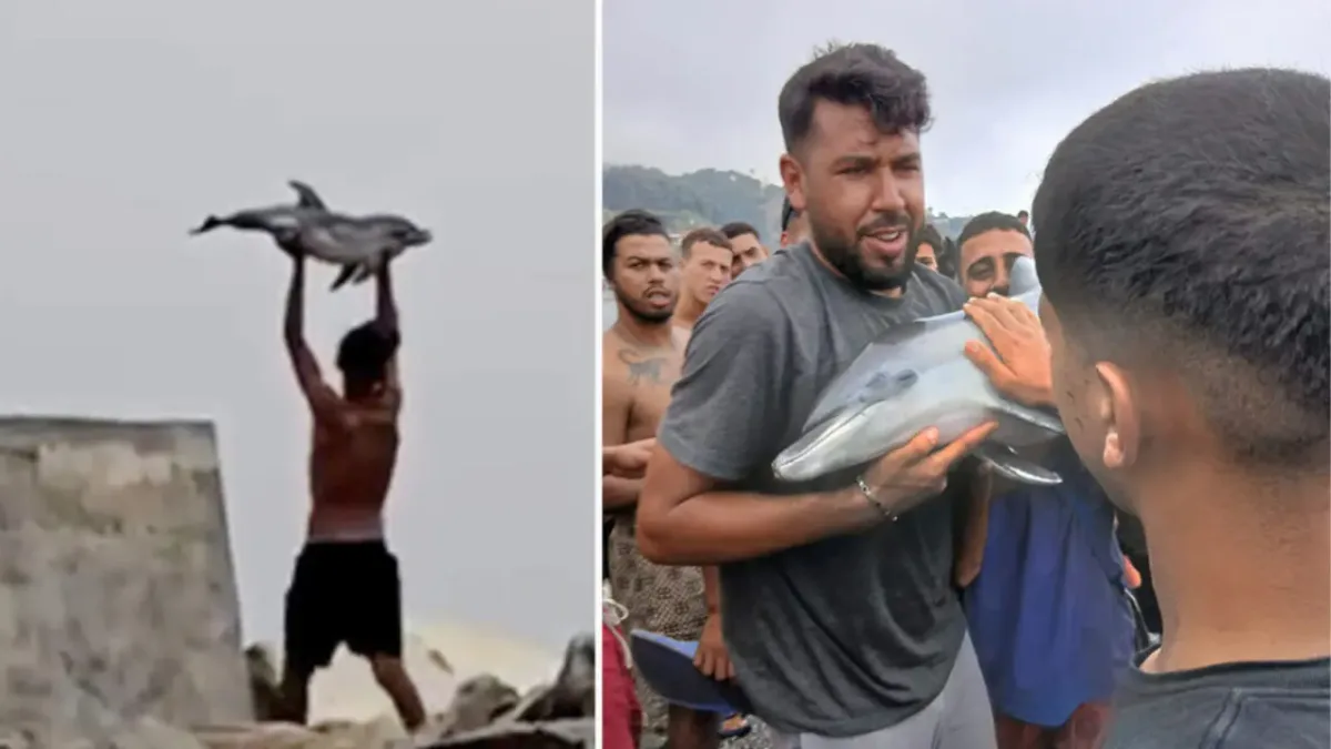 Inmigrantes ilegales matan a cría de delfín en playa de Ceuta