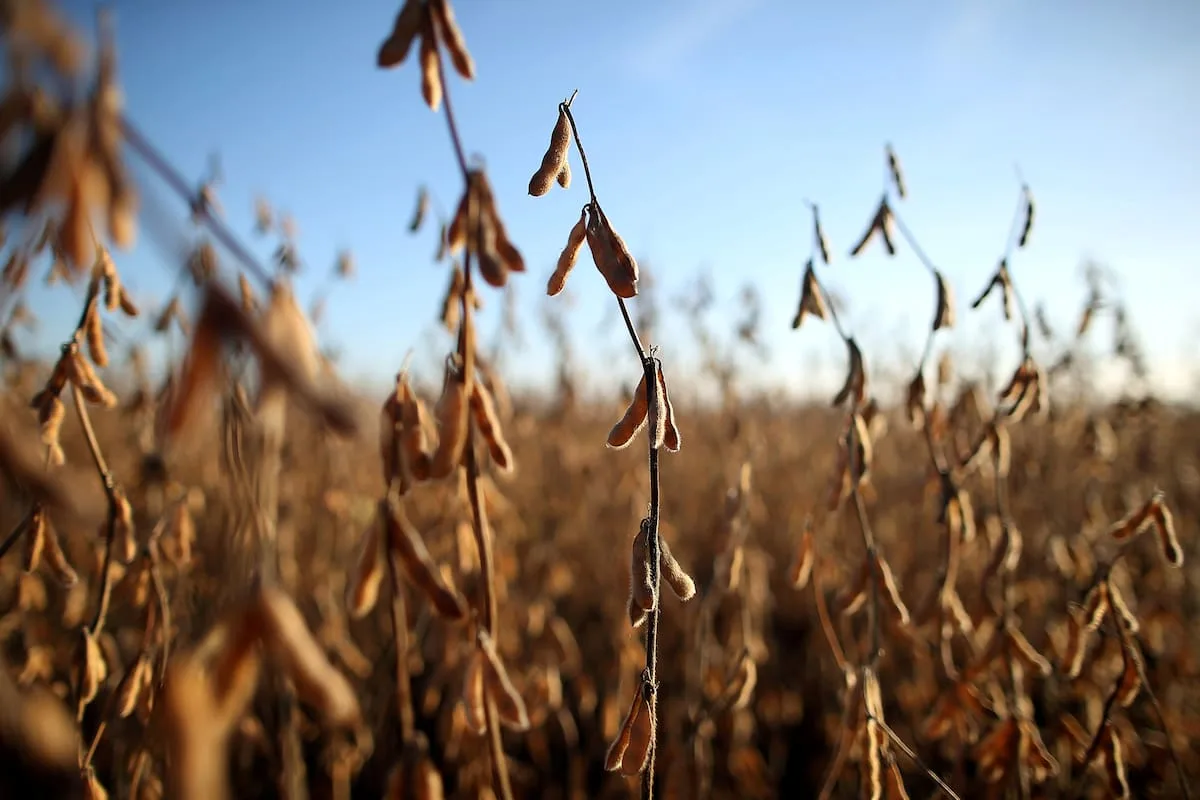 Fertilización 2026/27: los números cierran, pero piden aplicaciones con datos precisos