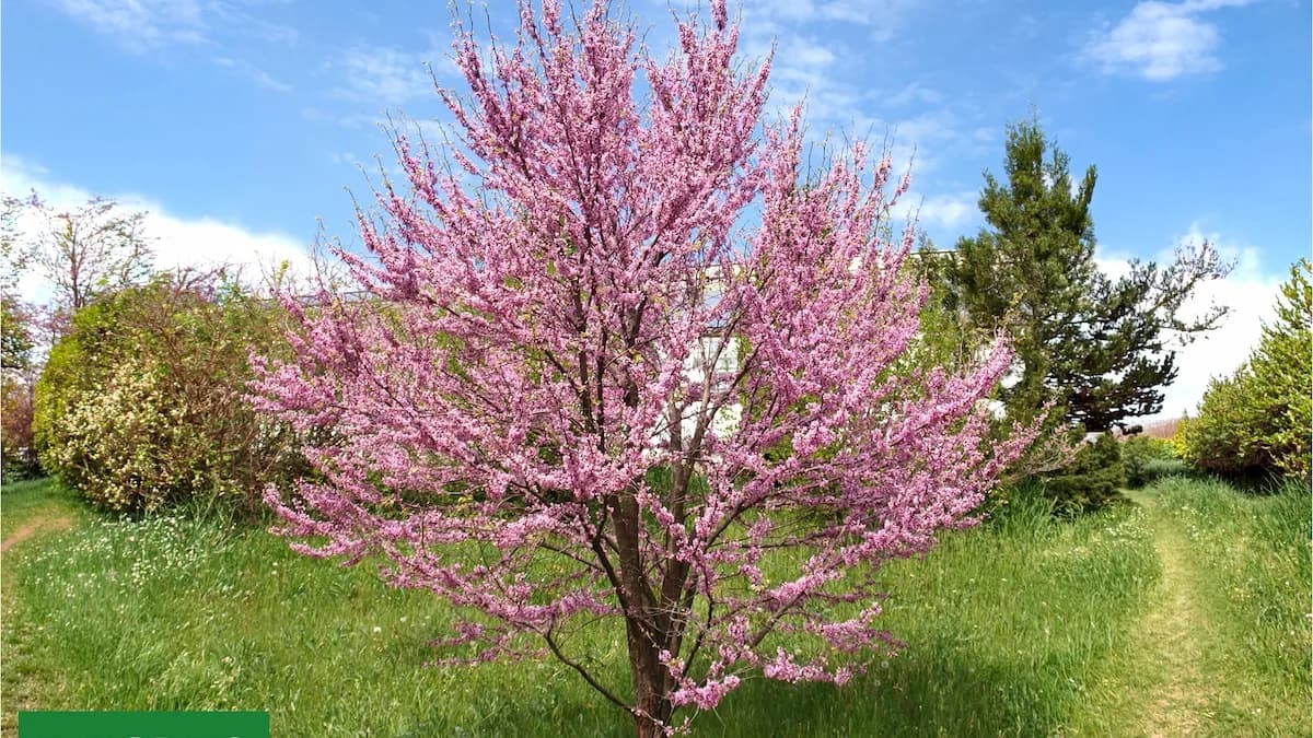 El árbol que florece antes de tener hojas y se convierte en un espectáculo rosado