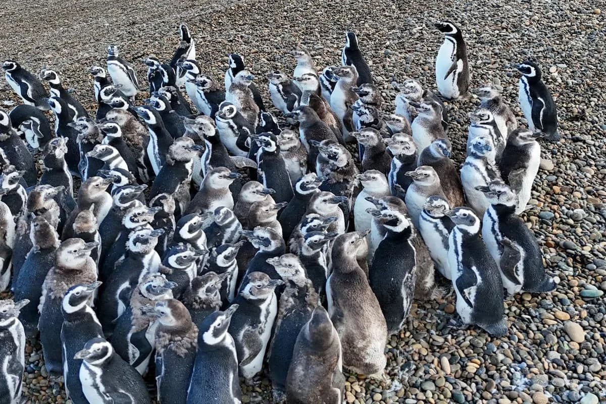 Denuncian el traslado de 43 pingüinos de Magallanes del ex Aquarium de Mar del Plata