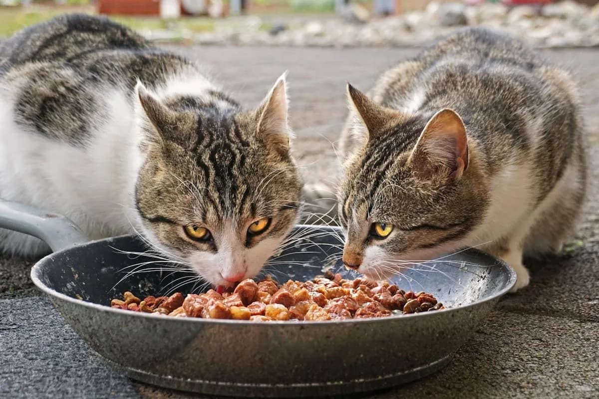 Cuánto es la cantidad ideal de comida para mi gato, según su peso y edad