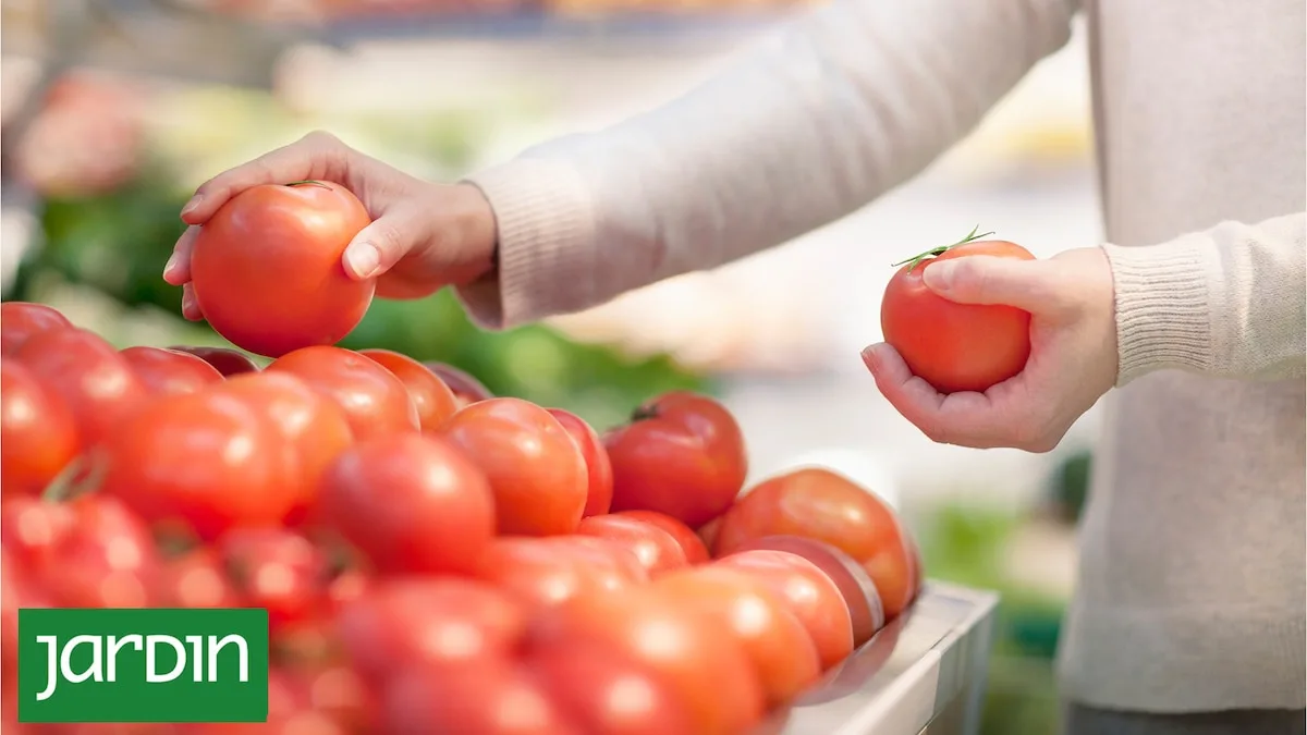 Por qué los tomates actuales tienen menos sabor que antes