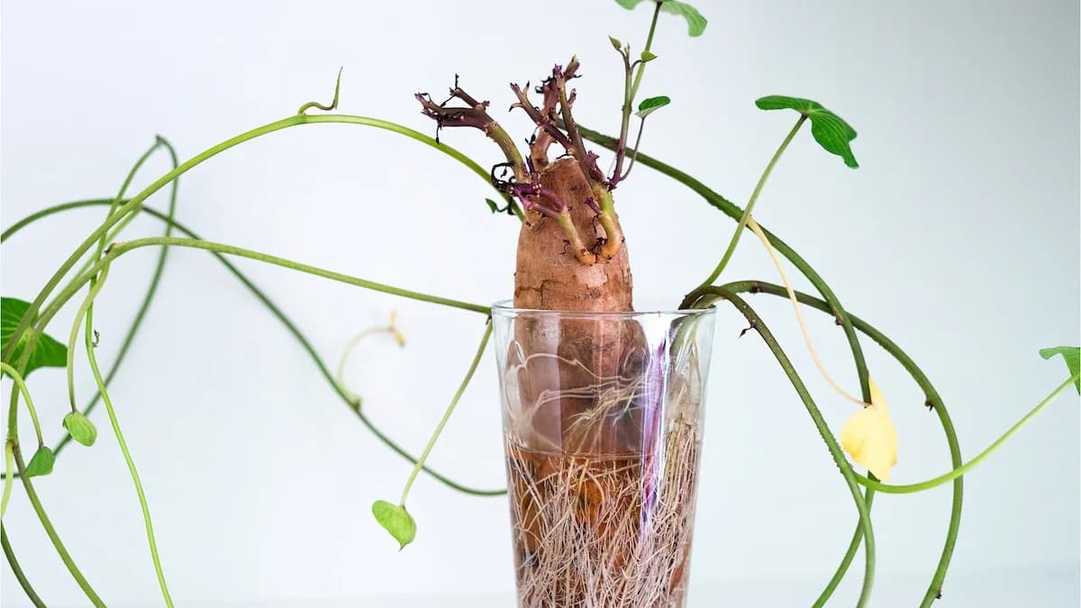 Cómo convertir una batata brotada en varias plantas nuevas