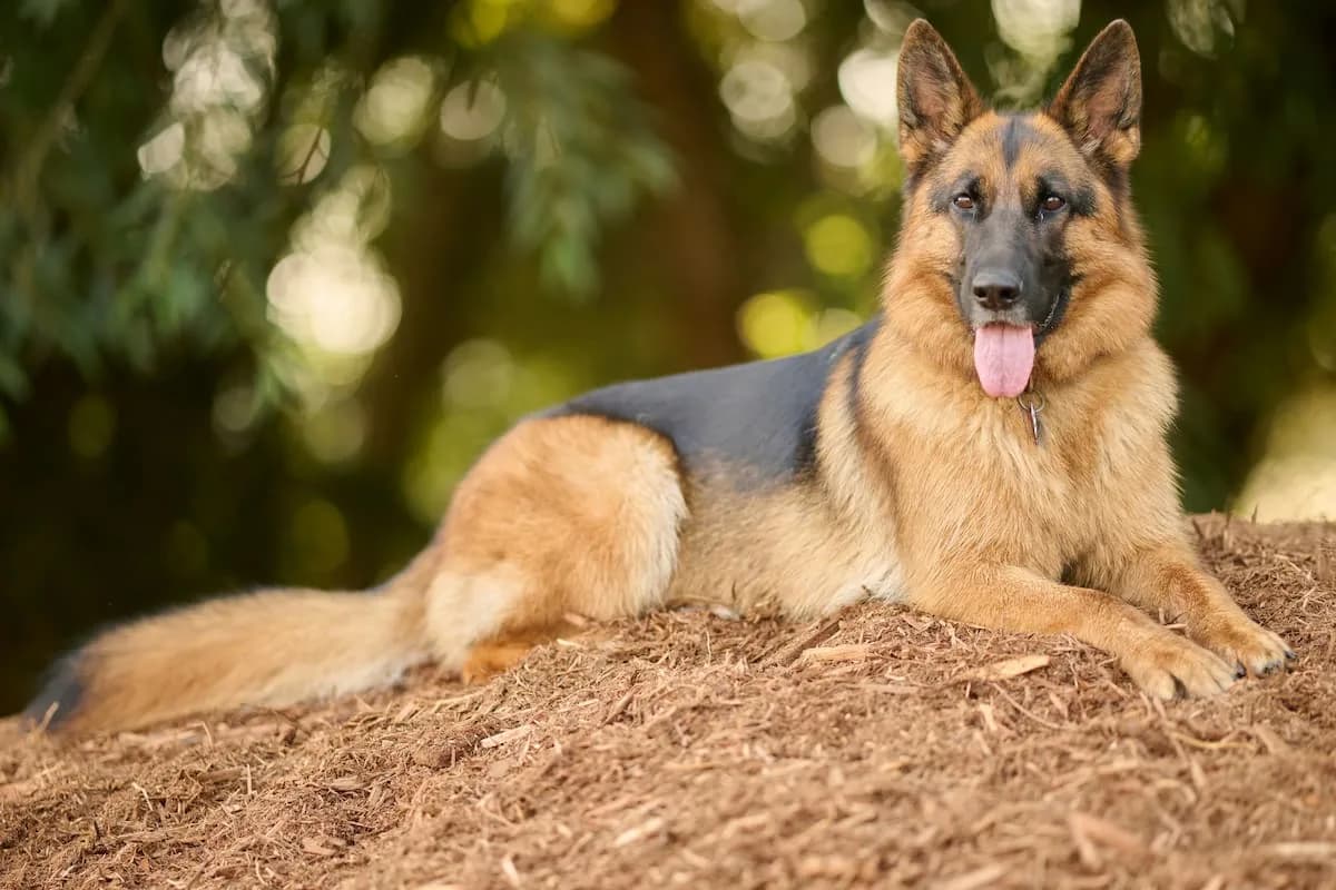 Los veterinarios coinciden: el pastor alemán es la raza canina más protectora