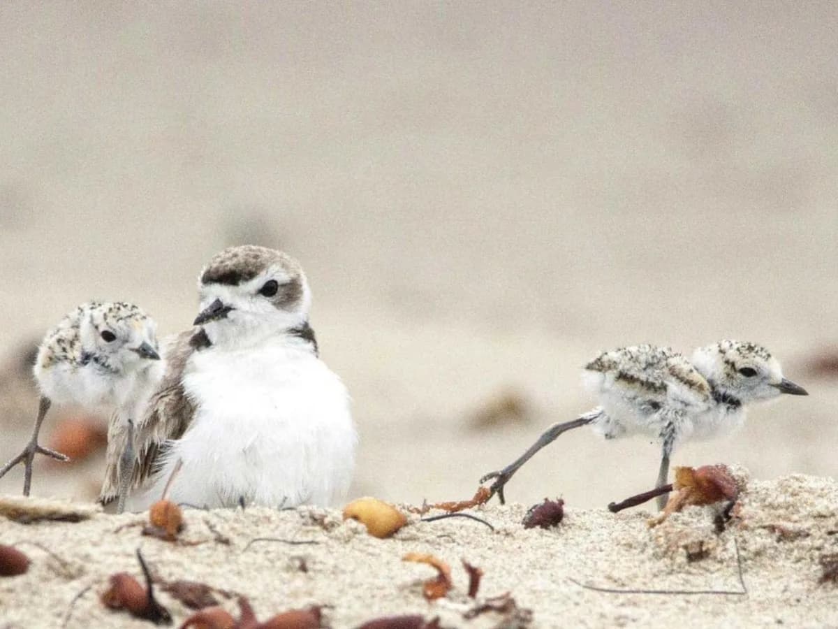 Los chorlitos nivales volvieron a anidar en una playa de California tras 40 años