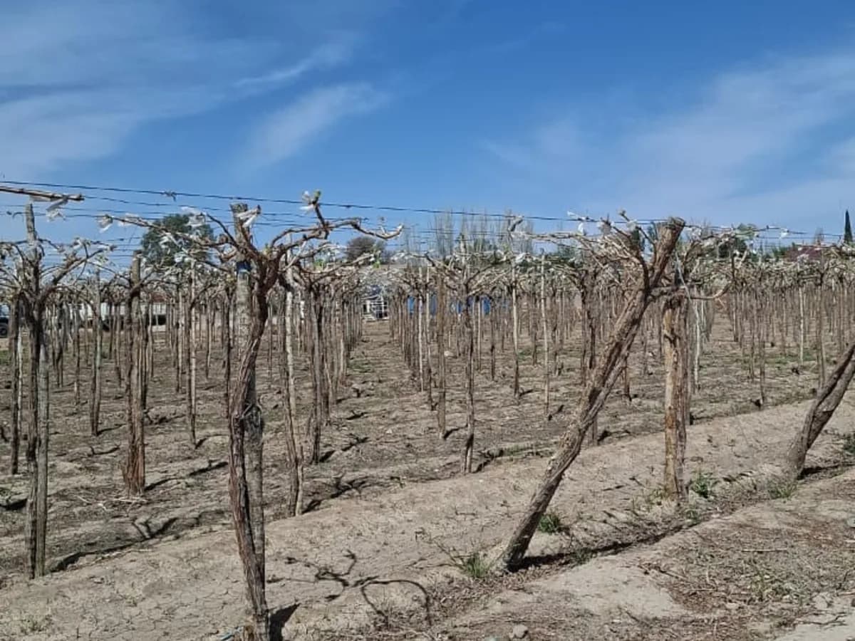 Las heladas le dieron un duro golpe a la principal actividad agropecuaria de una provincia y estiman pérdidas de hasta el 60% en la producción de una variedad clave