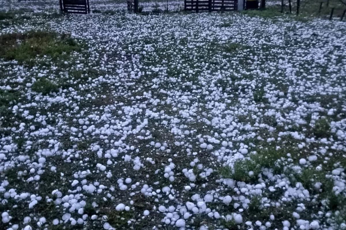 Granizo en Santa Fe: mató decenas de animales y dañó viviendas en Fortín Olmos