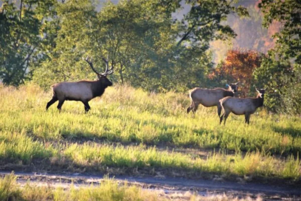 Liberaron más de 1500 alces en minas de carbón a cielo abierto: la sorpresa que se encontraron casi 30 años después