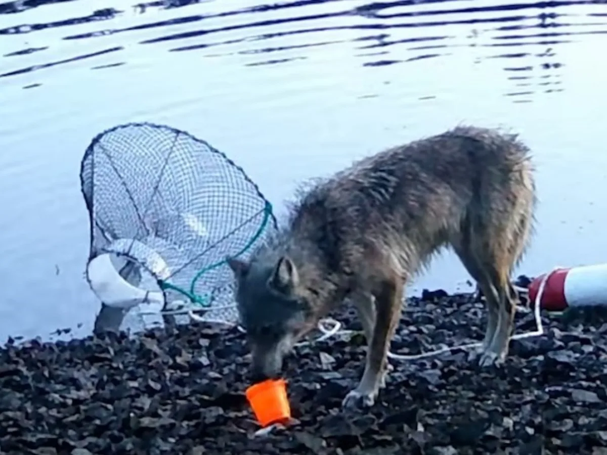 Un lobo salvaje fue grabado en video arrastrando con la boca la cuerda de una trampa para cangrejos sumergida, para sacar la carnada en la costa de la playa: debate científico sobre si saben usar herramientas