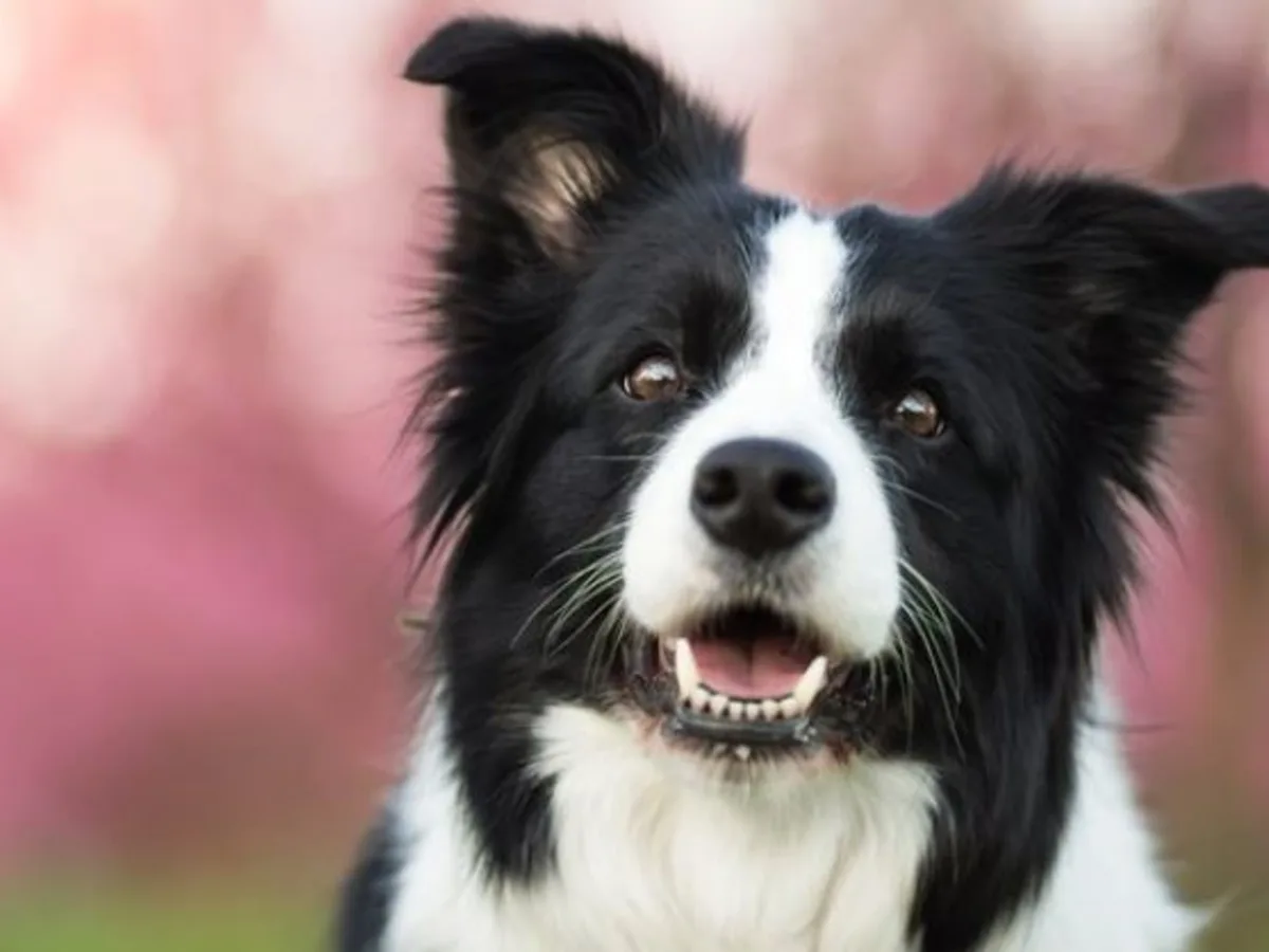 Border collie: la historia de la raza más inteligente del mundo