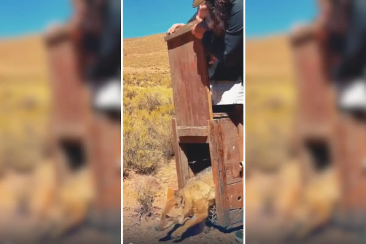 Reinsertaron a una zorra colorada en Jujuy: había sido atropellada en la ruta
