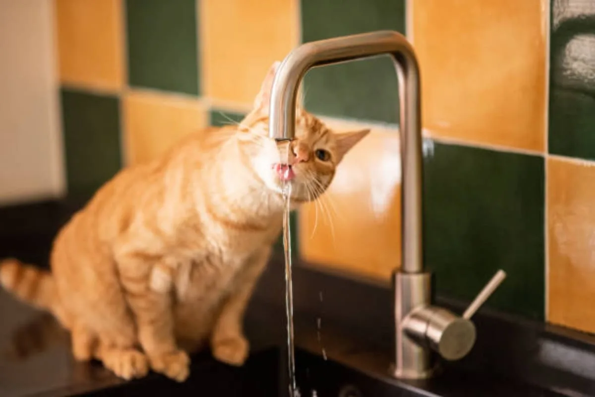 Carlos Gutiérrez, veterinario: “Cambiar el agua de los gatos por completo al menos un par de veces al día”