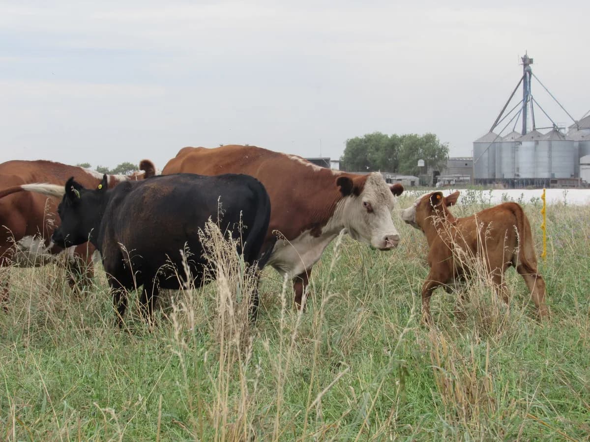 La faena de vacas se acerca a un nivel de equilibrio y la retención empieza a aparecer