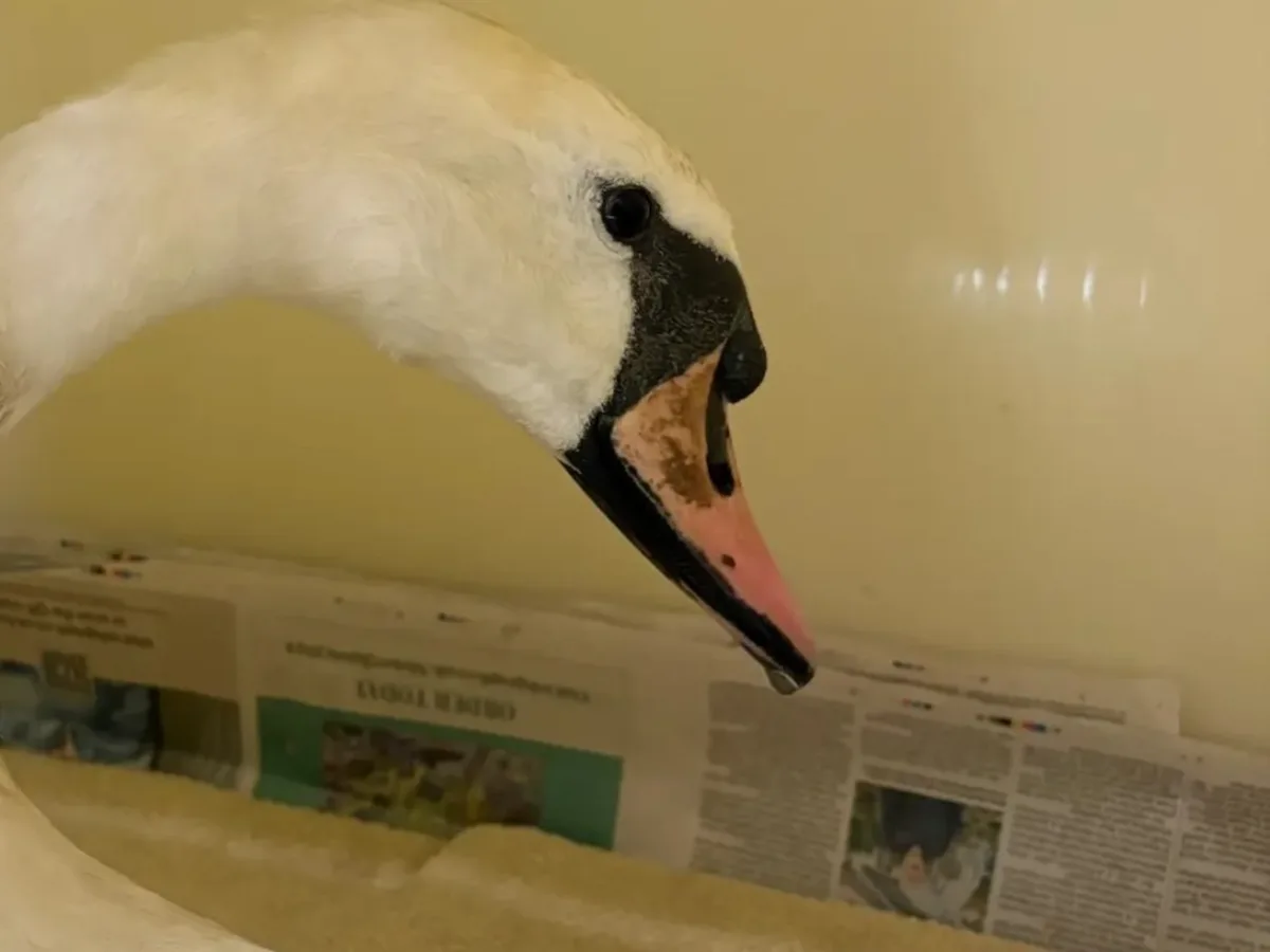 Un cisne rescatado que fue víctima de un acto de crueldad animal volvió a la naturaleza tras semanas de recuperación: "Fue liberado con éxito en su hábitat natural, donde pudo nadar libremente, alimentarse de forma natural y continuar su vida"