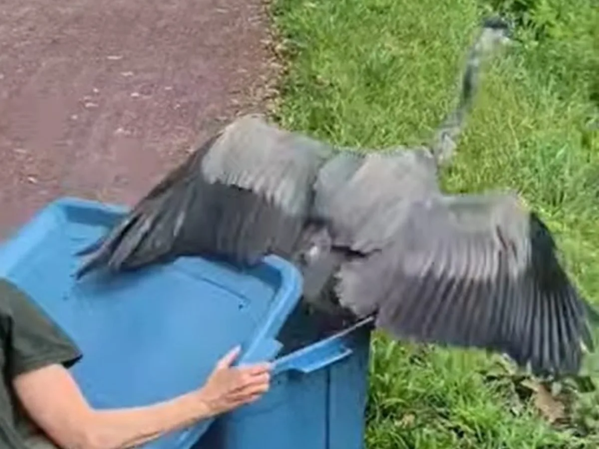 Una garza azulada rescatada en Pensilvania volvió a volar tras enredarse con un hilo de pesca