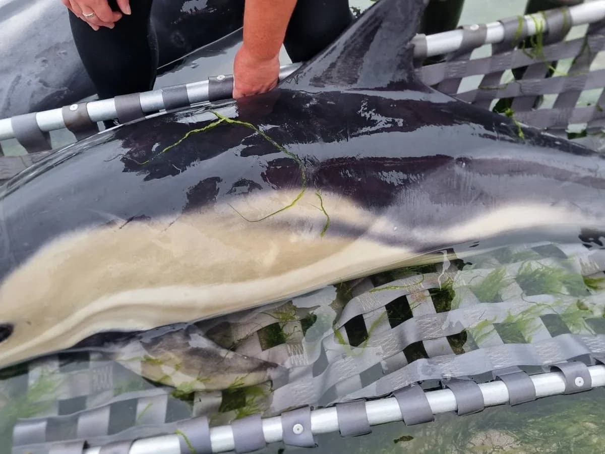 Salvaron a 12 delfines que habían quedado varados en una playa: "Queremos expresar nuestro más sincero agradecimiento a todos aquellos que lo dejaron todo para venir a ayudar"