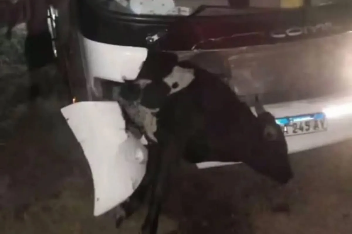 Un micro que trasladaba hinchas de Estudiantes chocó contra una vaca en una ruta de Santiago del Estero