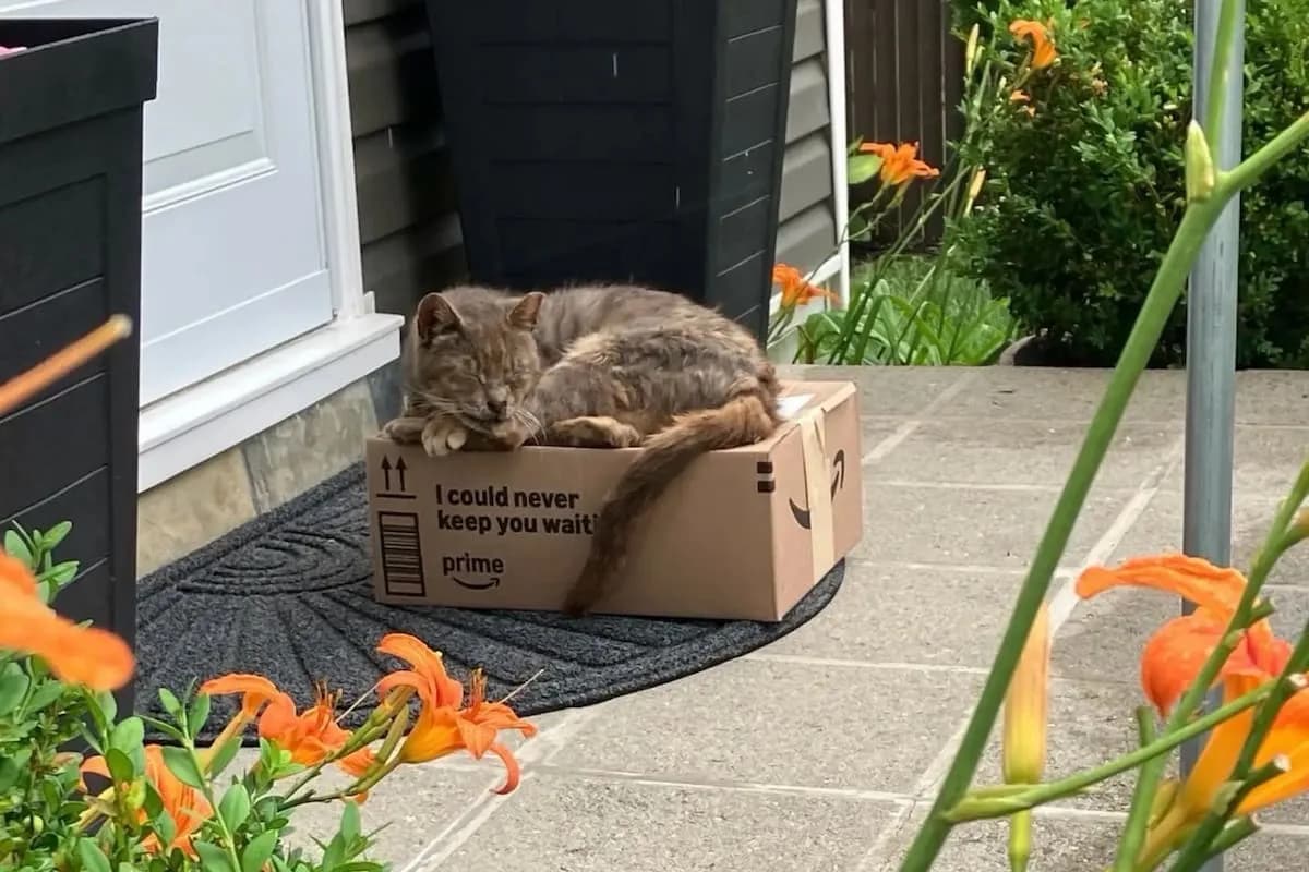 Apareció sobre un paquete de Amazon en Nueva York: rescatan a un gato anciano y buscan darle un hogar