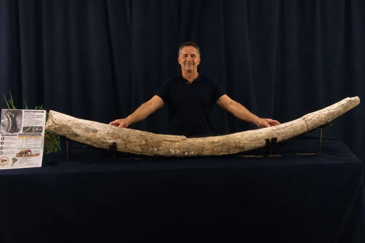 Hallaron en San Pedro el colmillo de mastodonte más largo de Sudamérica: “Es una de las piezas más extraordinarias del patrimonio paleontológico de la región”