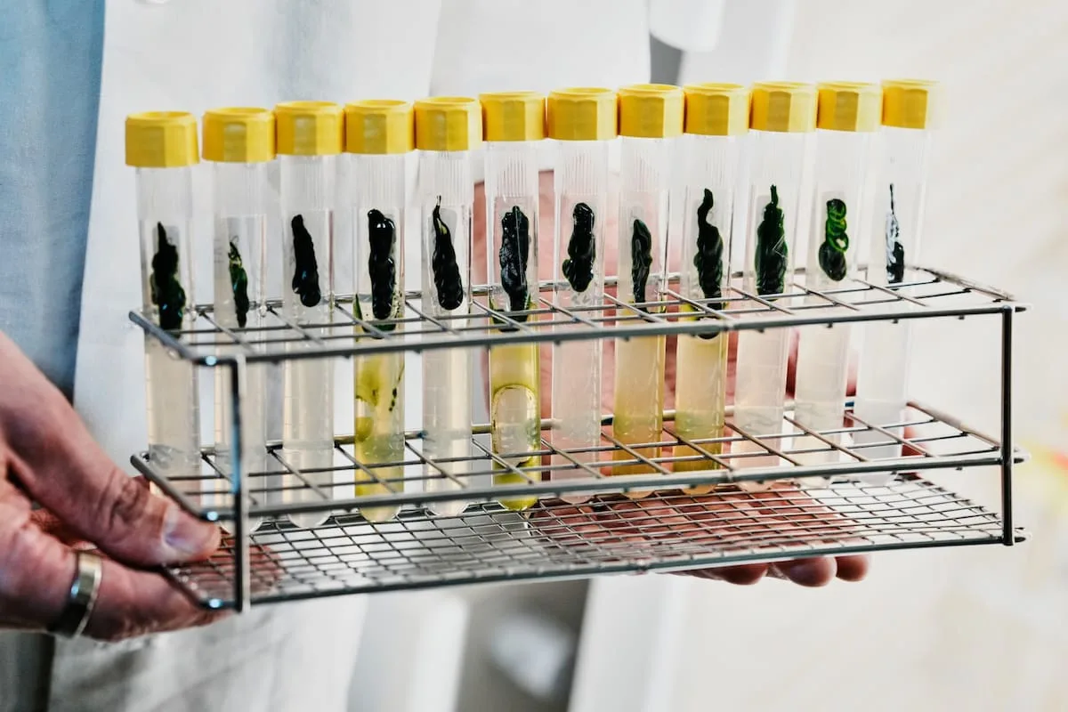 El Nobel de Medicina 2026 premió la optogenética: qué es y por qué nació de una microalga marina