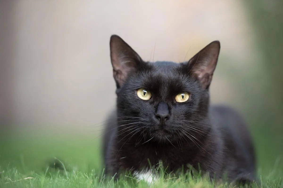 Carlos Gutiérrez, veterinario: “Los gatos negros se acercan mucho a sus dueños pero son un poco tímidos”