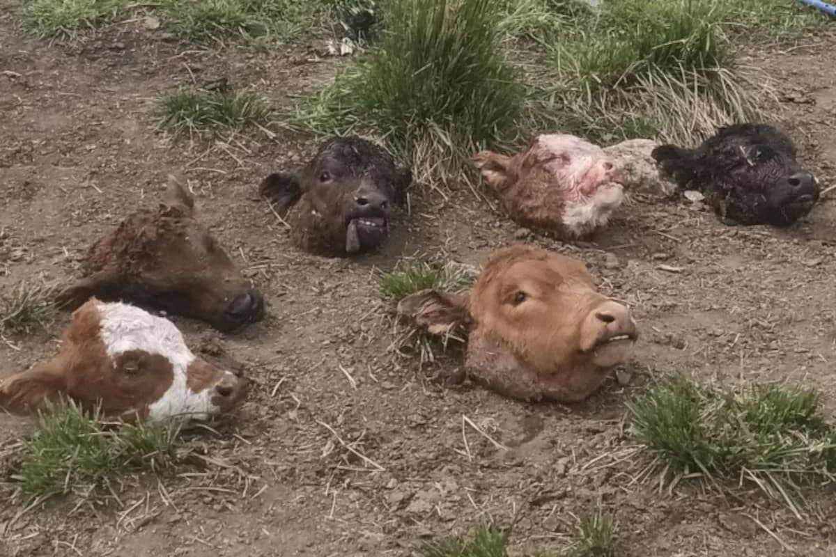 Olavarría: mataron 34 animales de un productor en un mes y abandonó el campo
