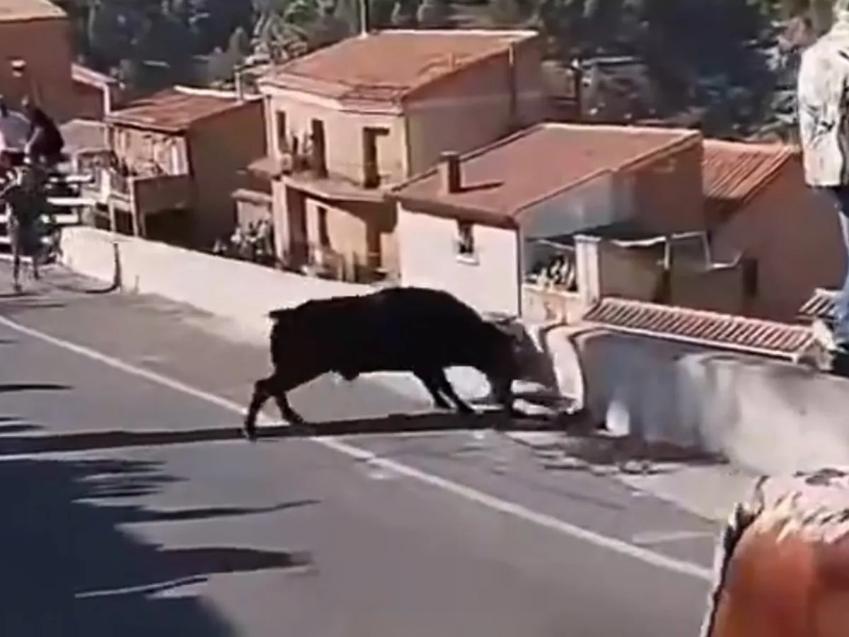 Drama durante la celebración de las fiestas patronales de España: una mujer fue embestida por un toro y murió