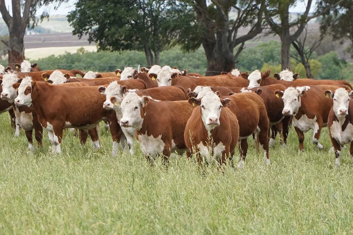 Según empresarios: la “Vaca Muerta cárnica” se encamina a un boom en la Argentina