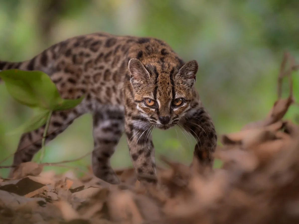 El Tilcayo, el gato silvestre recién descubierto, está siendo acosado por turistas
